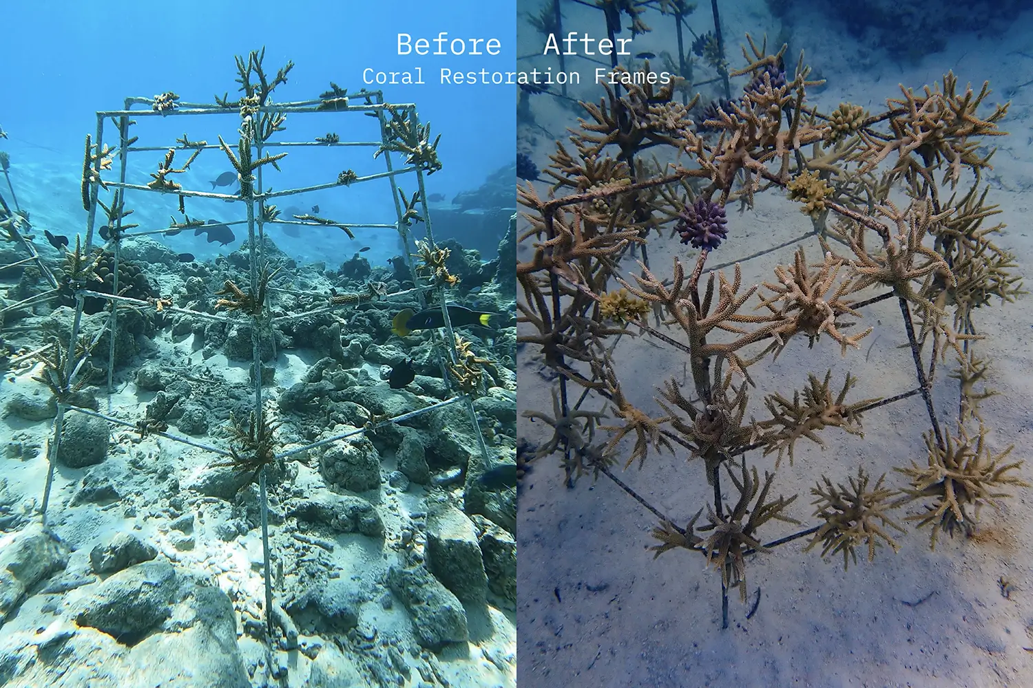 coral1